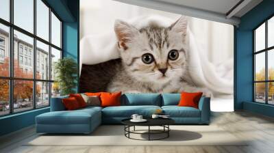 Cute little kitten looks out from under the blanket indoors Wall mural