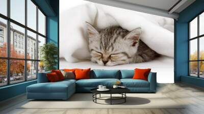 Cute little kitten sleeping covered with blanket Wall mural