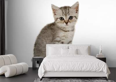 Nice little grey kitten sitting on white background Wall mural