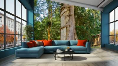 Two tropical trees are twist eath other and growing together Wall mural