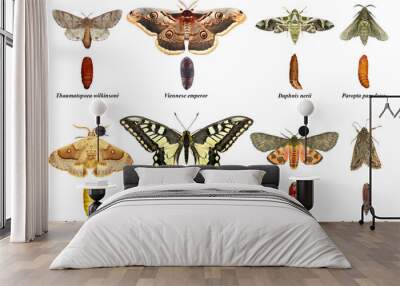 Butterflies and moths. Development stages. Adult and pupa. Isolated on a white background  Wall mural