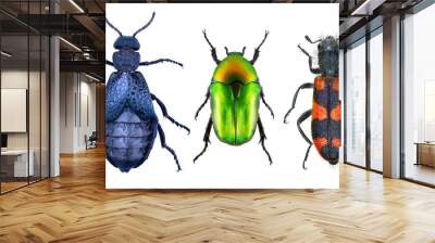 Common Oil beetle or Blister beetle, Meloe cavensis, Flower Chafer, Potosia cuprea and Blister beetle, Hycleus ornatus (Coleoptera) isolated on a white background  Wall mural