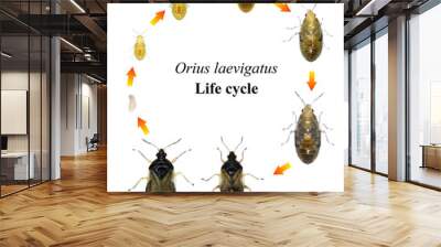 Minute pirate bug, Orius laevigatus (Hemiptera: Anthocoridae). Life cycle. Development stages isolated on a white background  Wall mural