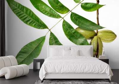 Pecan fruits on a branch. Isolated on a white background  Wall mural