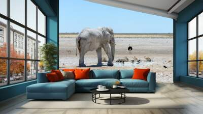 Wild african elephant on the waterhole in the savanna Wall mural