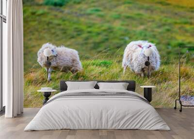 Two sheep Wall mural