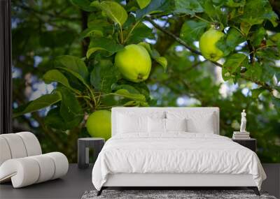 green apples on tree Wall mural