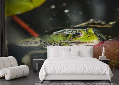 Frog. A frog in water near water lily leaves. Frog in the conditions of the nature Wall mural