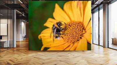 Pollination of a yellow flower with a bumblebee in summer Wall mural