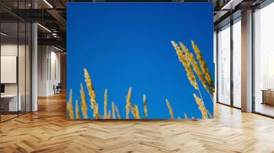 Spikelets against the blue sky, grain field silhouette grass Wall mural