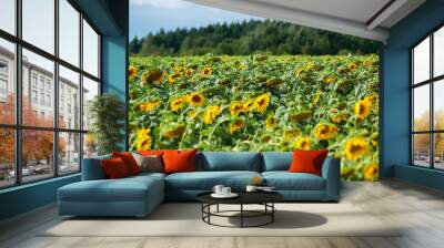 Sunflower field on a sunny day Wall mural