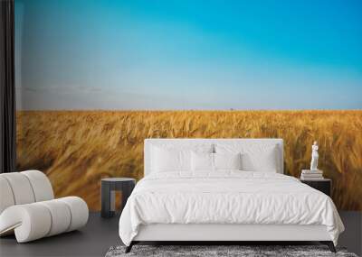 Endless golden wheat field in summer Wall mural