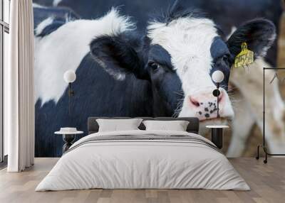 Livestock farm. Close-up. Black and white cow stands in the pasture against the background of hay and looks at the camera Wall mural