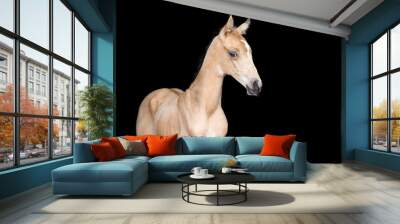 Small foal of a horse on black background Wall mural