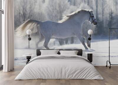 White Welsh horse running in winter Wall mural