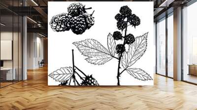 Hand drawn vector rubus blackberry, berries, fruit, for organic, boho, botanical hand painted u-pick farm sign, jam jelly label, baking recipes or seed packets. Elixir, cocktail, puree label and menu. Wall mural