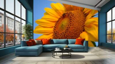 sunflower on blue sky Wall mural