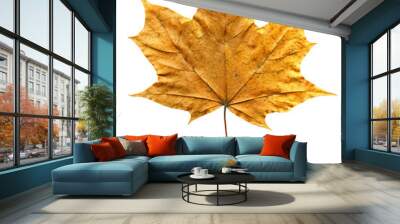 Dry maple leaf Wall mural