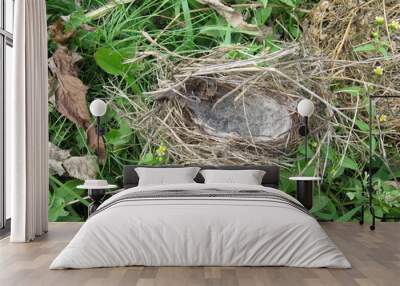 a nest for birds made of grass and wool. make a home for the Chicks. Wall mural