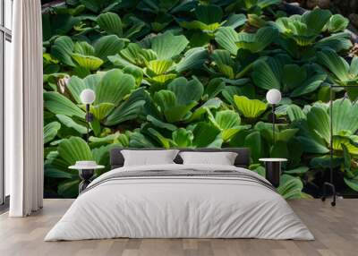 Pistia or water salad (Pistia stratiotes) growing in a natural environment Wall mural