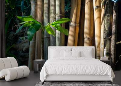 Thailand jungle with green plants Wall mural