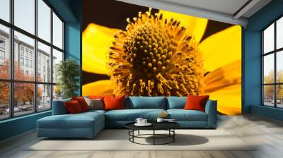 unblown yellow gerbera Daisy closeup  Wall mural