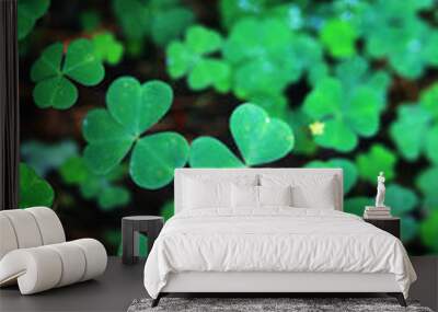 Background from plant clover four leaf. Irish traditional symbol. St.Patrick 's Day. Wall mural