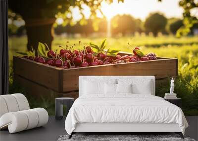 Collecting cherries in the garden. The boxes are freshly picked red cherries. Industrial cherry orchard. Close up view of green grass and full boxes Wall mural