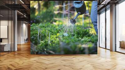 Man farmer watering a vegetable garden Wall mural