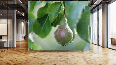 pear fruit on tree branch rain drop Wall mural