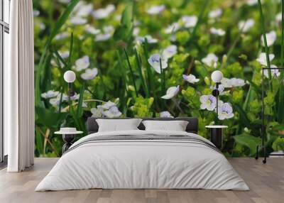 spring grass and flower in a field Wall mural