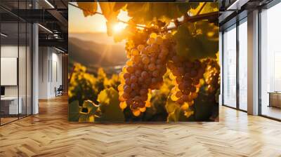 White grapes on a vine in a vineyard on a sunset Wall mural