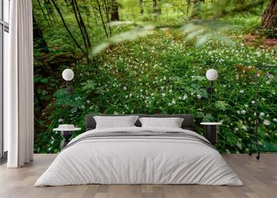 blooming wild green stellaria holostea in the forest in spring Wall mural