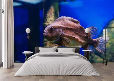 Lumpfish cyclopterus lumpus fish swim under blue water Wall mural