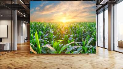 Panorama of corn field at sunset Wall mural