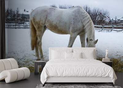 white horse in the snow eating grass Wall mural