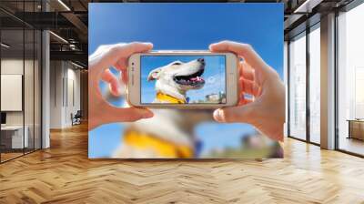 Photographing a dog. Woman taking a photo with the camera of a smartphone. A person photographing her pet with a cell phone. Wall mural