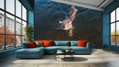 gray mustache cat floating on the river Wall mural