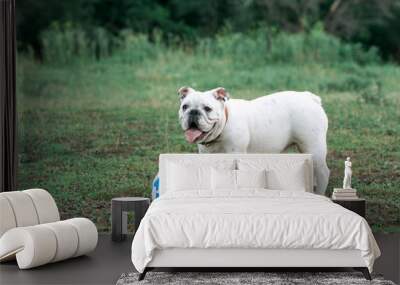 white English bulldog playing with soccer ball on the green field Wall mural