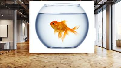 Goldfish in a fishbowl isolated on white background Wall mural