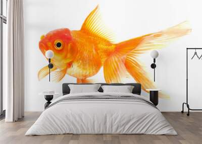 Goldfish isolated on white background
 Wall mural