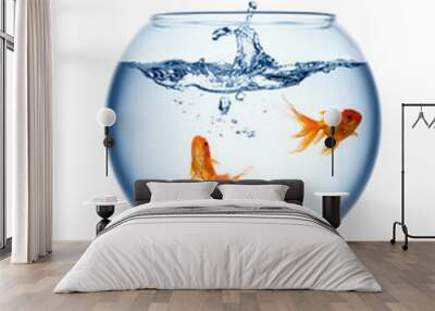 Goldfishes in a fishbowl isolated on white background Wall mural