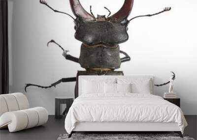 Stag beetle isolated on white background Wall mural