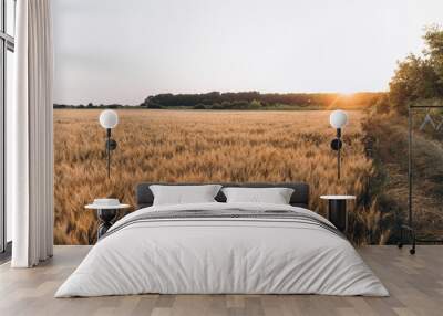 wheat harvest, wheat field on the background of blue sky in the sun. agriculture. Wall mural