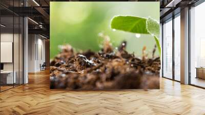 young plant growing on dirt with sunshine in nature. eco earthday concept Wall mural