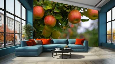 Closeup of ripe red apples with copy space. Wall mural