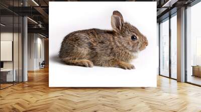 Eastern Cottontail baby rabbit. Wall mural