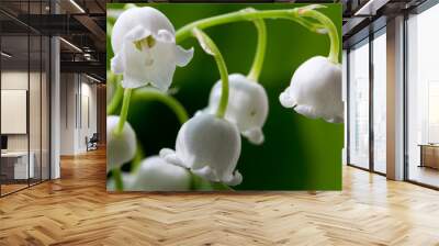 flower lily-of-the-valley macro closeup Wall mural