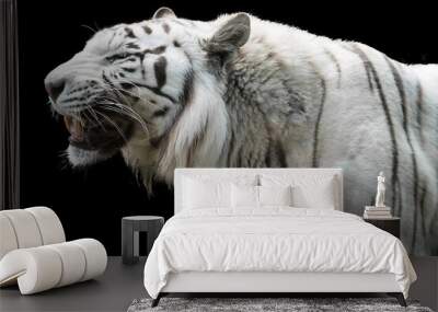 white tiger in the wild side view black background Wall mural