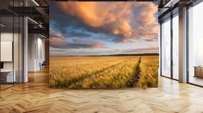 Autumn background. Barley field. Wall mural